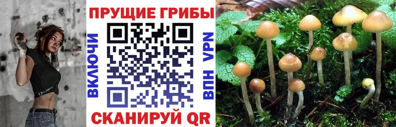 Галлюциногенные грибы Psilocybine cubensis  как найти   Приморско-Ахтарск 
